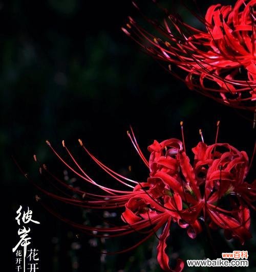 探寻曼珠沙华的意义与美 曼珠沙华