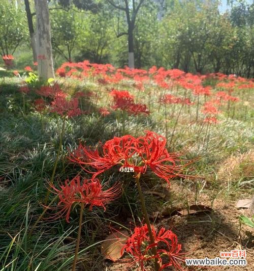 探寻曼珠沙华的意义与美 曼珠沙华