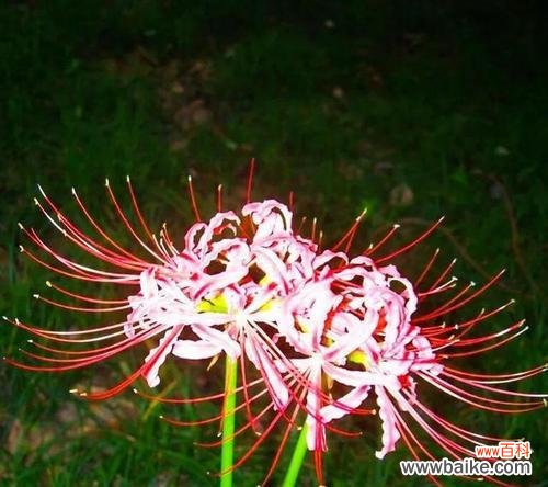 探寻曼珠沙华花的深意 曼珠沙华花语之美