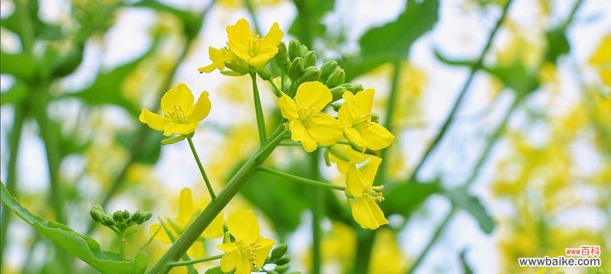 探寻油菜花的花语 油菜花的花语和寓意