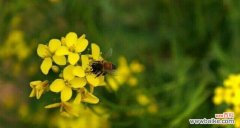 探索油菜花花语的深层含义 油菜花的花语与寓意