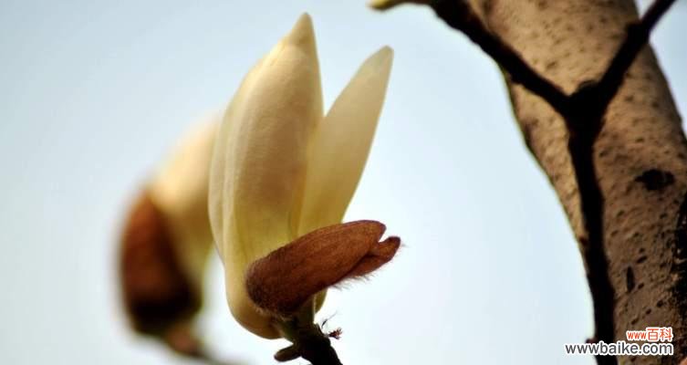 探秘玉兰花的内涵与意义 玉兰花的寓意与象征