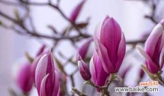 探寻玉兰花的内涵和象征意义 玉兰花的美丽与寓意