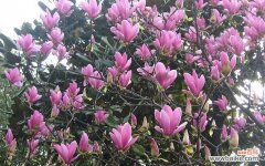 探究玉兰花在文化中的重要地位与象征意义 玉兰花的象征意义及寓意