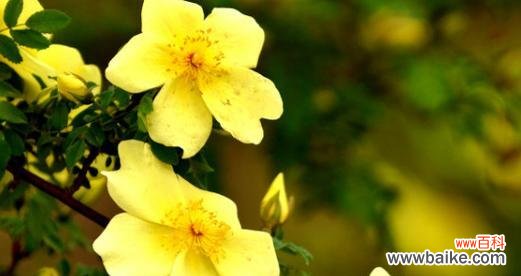 李文亮经典花语的含义是什么？