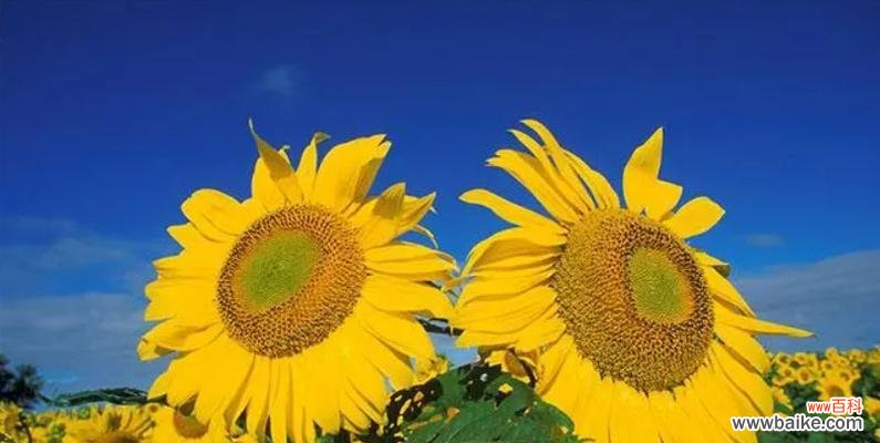 李文亮经典花语的含义是什么？