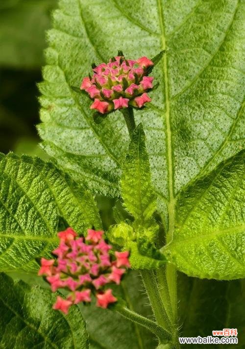 马缨丹的花语和寓意有哪些？