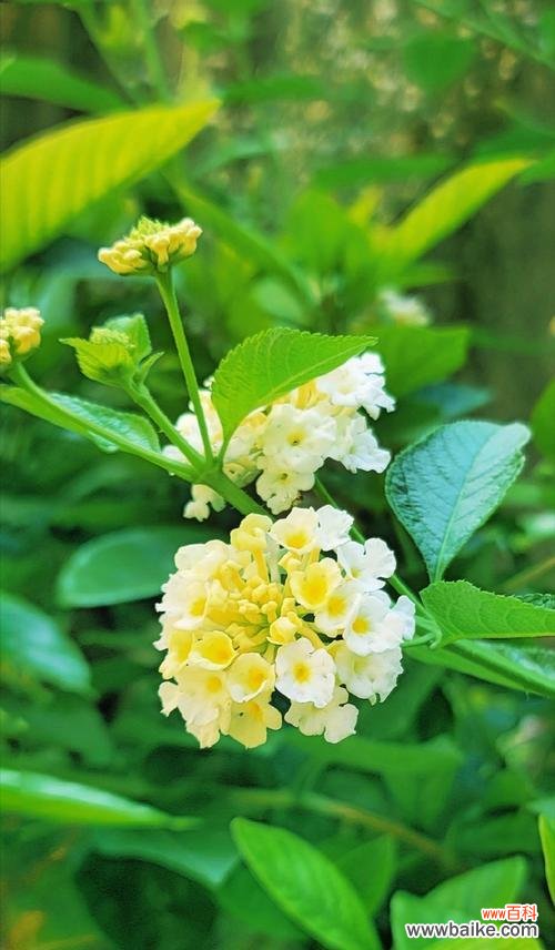 马缨丹的花语和寓意有哪些？