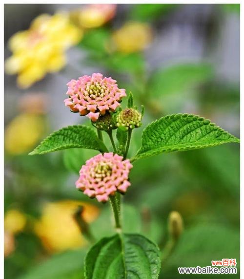 马缨丹的花语和寓意有哪些？