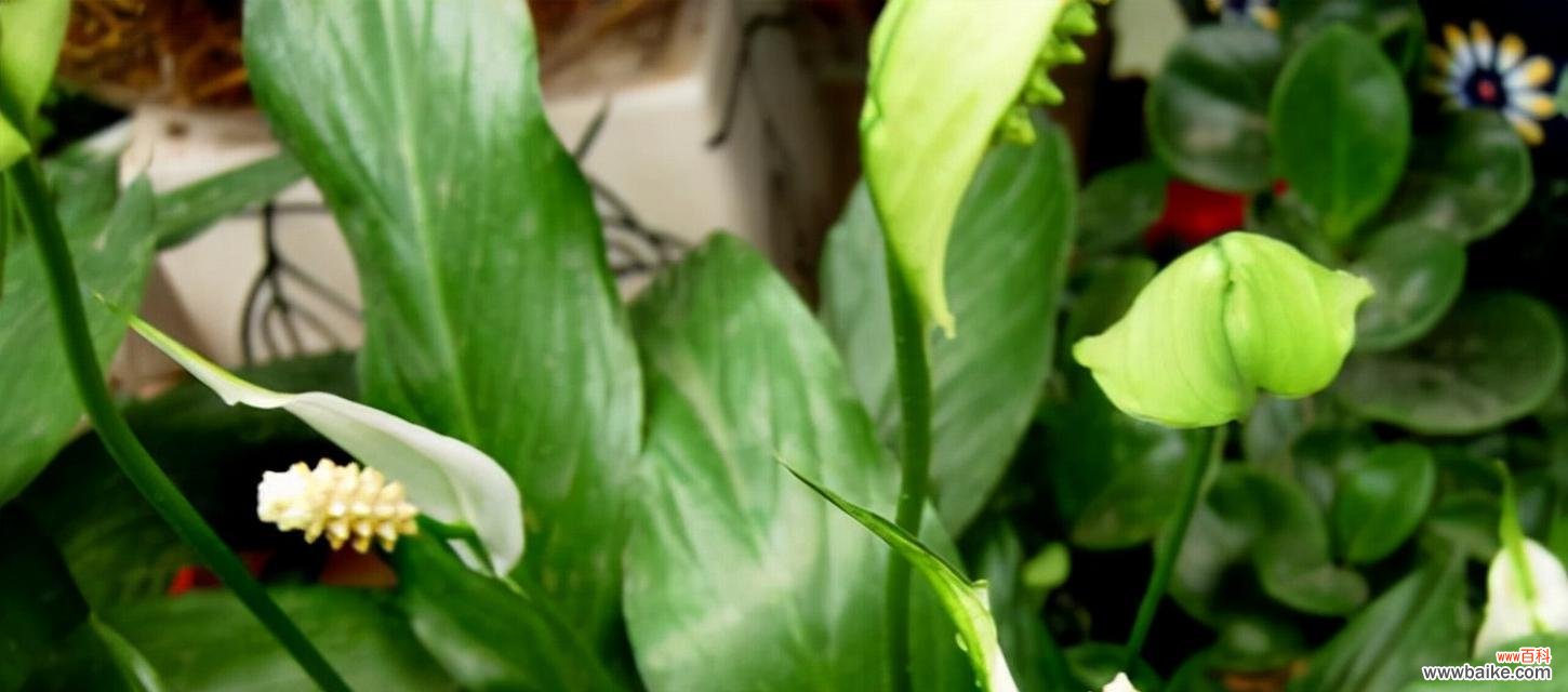 白鹤芋的寓意是什么?白鹤芋花语有哪些?