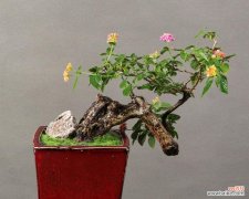 宝宝盆栽花语是什么呢？宝宝盆栽在花语中代表什么？