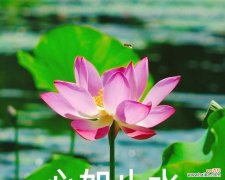 四叶荷花花语是什么？四叶荷花有何特殊含义？