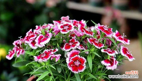 变锦莲的花语是什么？它在花语中寓意着什么？