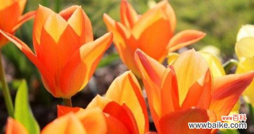 变锦莲的花语是什么？它在花语中寓意着什么？