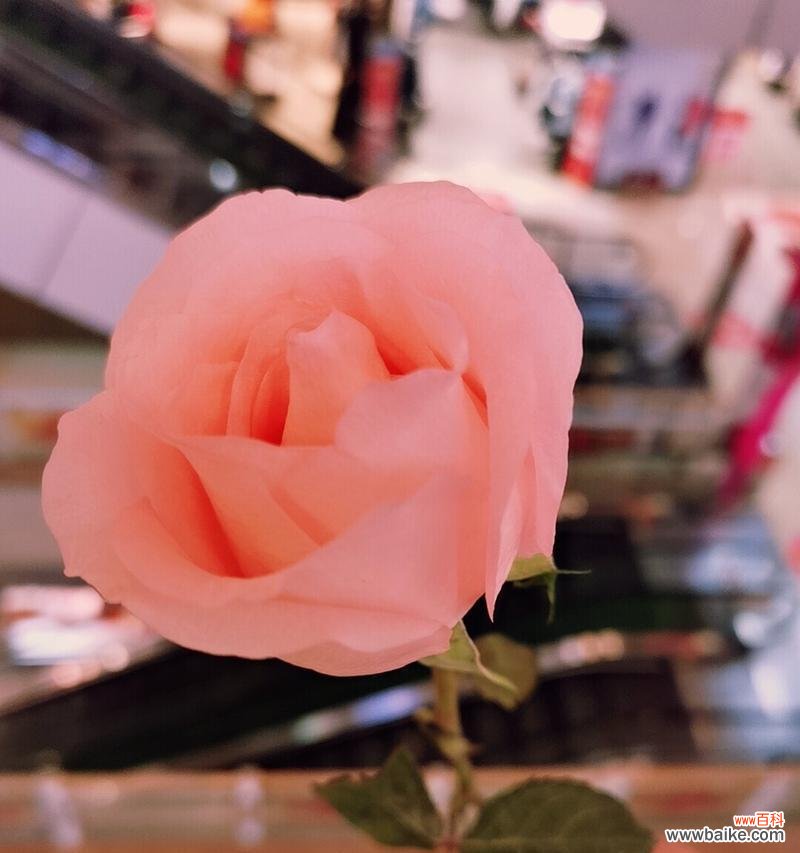 柳子的花语是怎样的?