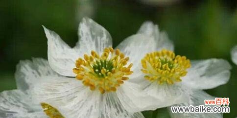 柳子的花语是怎样的?