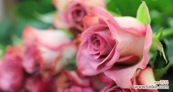 浪漫、真爱、友谊、感激、思念、崇拜、热恋、追求、祝福、歉意 玫瑰花语之十朵玫瑰代表的含义