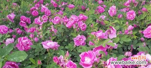 探寻三朵玫瑰背后的深意 三朵玫瑰的含义及象征解读