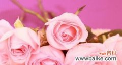 探索玫瑰花不同颜色的象征意义与情感表达 玫瑰花的花语之多彩绽放