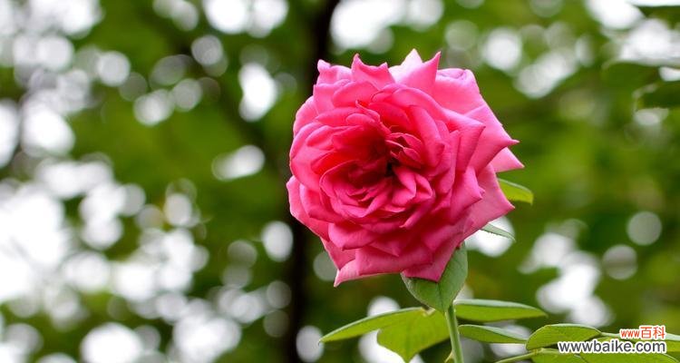 揭示七彩玫瑰的象征与意义 七彩玫瑰的寓意