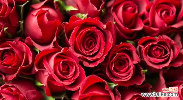 玫瑰花朵数与情感表达的奥秘 玫瑰花朵数的象征意义