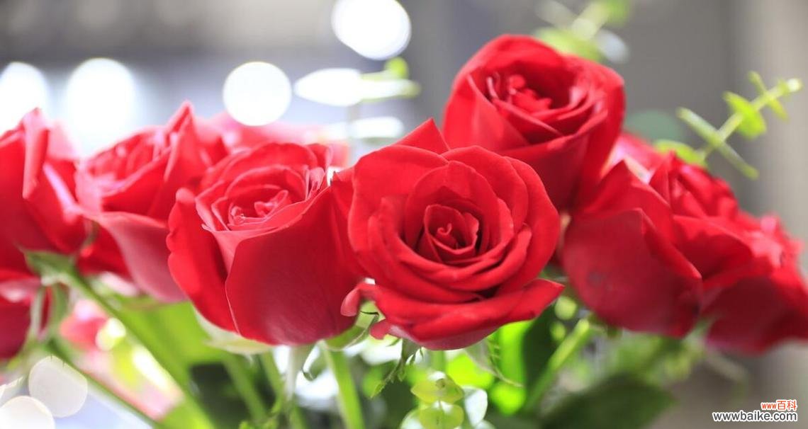 玫瑰花朵数与情感表达的奥秘 玫瑰花朵数的象征意义