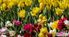 探寻郁金香的历史与文化传承 郁金香的象征意义与美丽传说