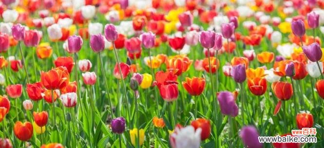 探索紫色郁金香的美与意义 紫色郁金香的象征意义