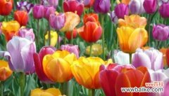 从花语探索郁金香的神秘魅力 郁金香的花语和传说