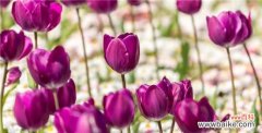 探寻郁金香的花语 郁金香的花语与寓意——美丽、奢华与纯真