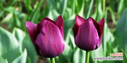 揭秘郁金香不同颜色所蕴含的情感和象征 郁金香的颜色代表的意义