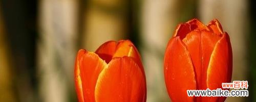 探索郁金香的意义与象征 郁金香