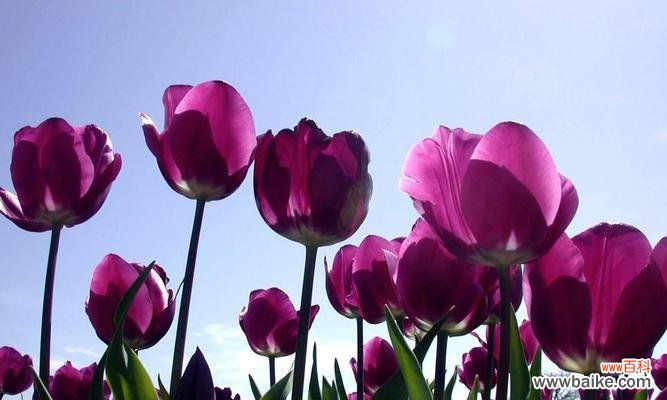 探究郁金香的象征意义及传达的情感 郁金香的寓意和花语