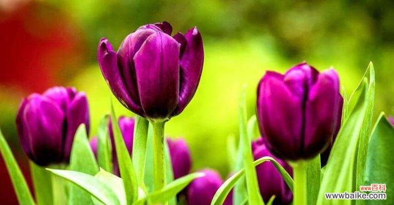 揭秘郁金香的花语与文化意义 郁金香的寓意与象征