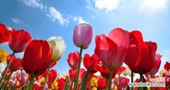 探寻郁金香的象征意义及其文化价值 郁金香的寓意与象征