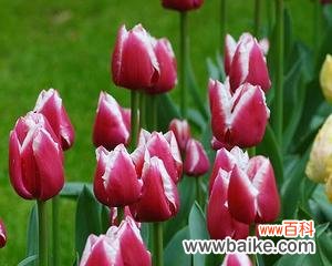 从花朵到国花 郁金香的寓意和象征