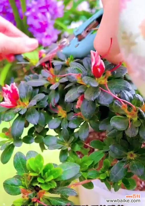 杜鹃花的双重花语代表什么？如何理解杜鹃花的双重含义？