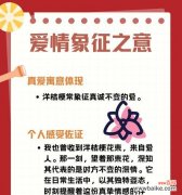 道具充满爱的花语通常是什么？