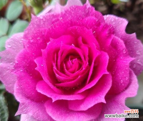 哪种花的花语象征背叛？