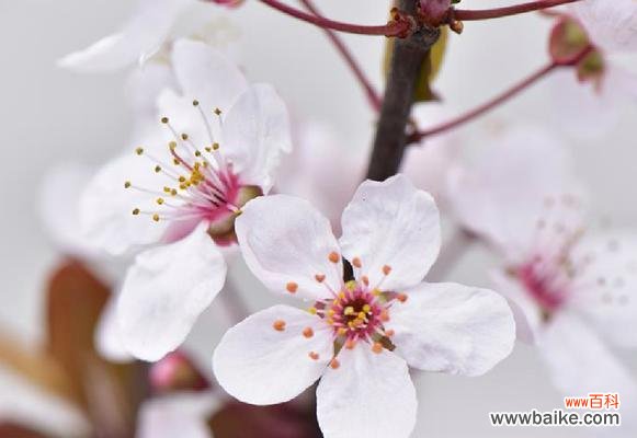 李花的花语有哪些特别之处？