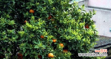 桃花岛的花语象征着哪种花？