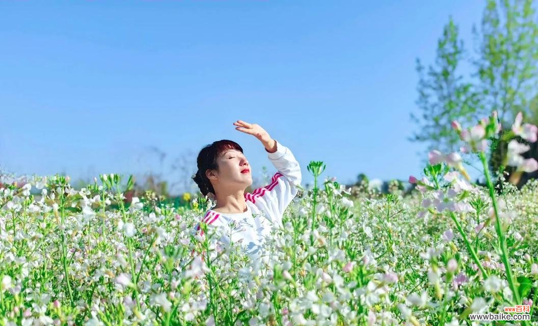 桃花岛的花语象征着哪种花？