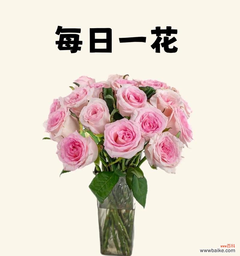 郁闷玫瑰的花语是什么意思？为什么玫瑰会让人感到郁闷？