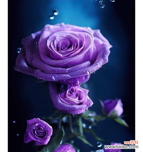 蓝紫色丝带玫瑰花语是什么？