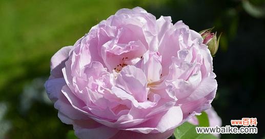 粉红色玫瑰花对女生有何意义?