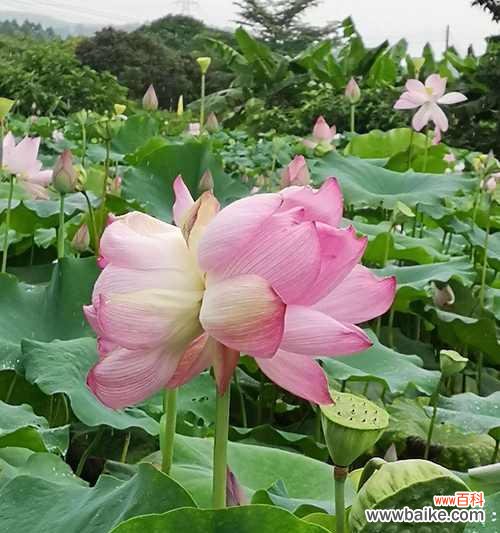 花墙通常象征着什么？