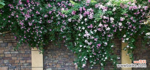 花墙通常象征着什么？