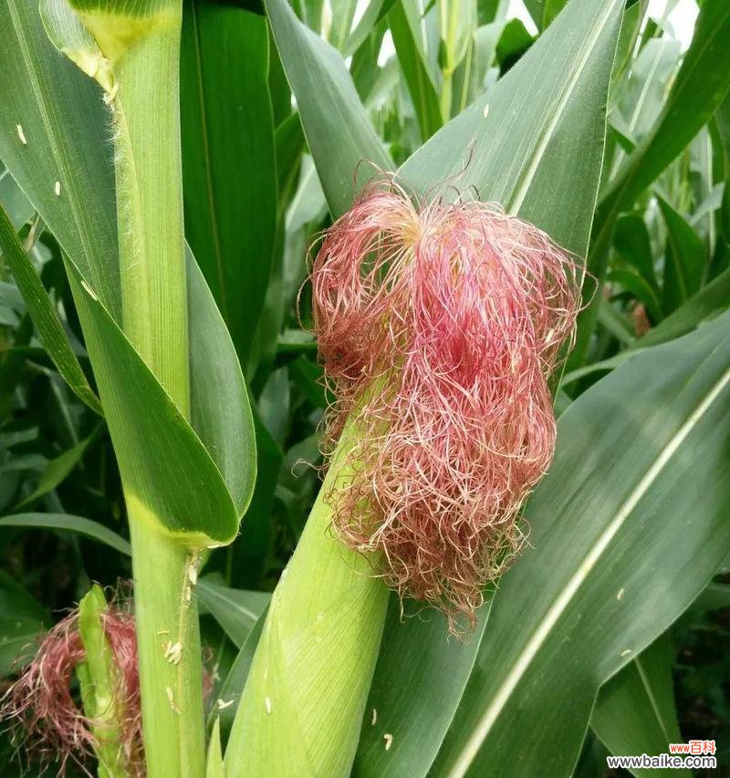 糯包谷种子的花语有何寓意？它象征着什么？