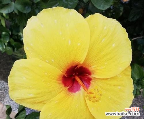 糯包谷种子的花语有何寓意？它象征着什么？