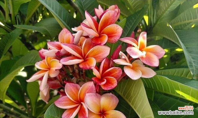 糯包谷种子的花语有何寓意？它象征着什么？